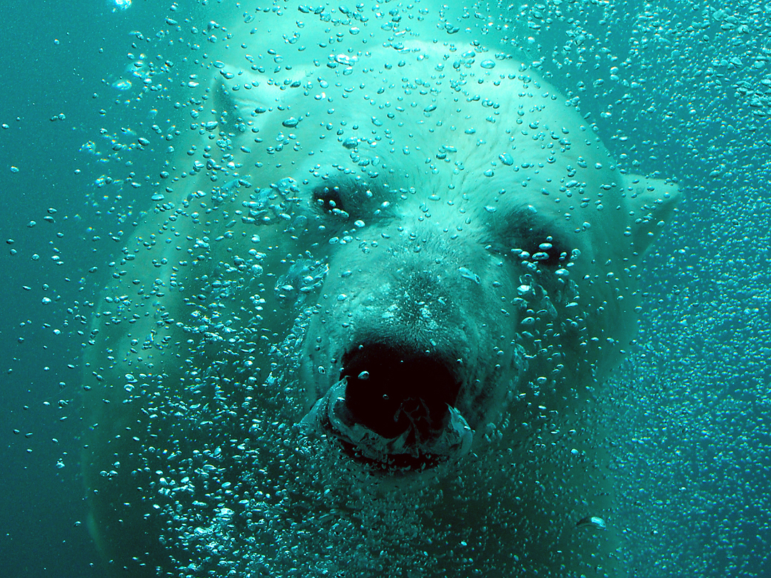 Polar bear_web.jpg