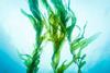 seaweed250221.jpg