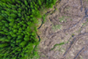 PE_Deforestation (2)