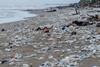 PE_Beach_Pollution