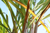 PE_Sugarcane