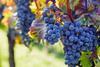 Sun Grape 06.08.25