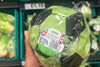 PE_Tesco_Lettuce_1
