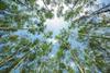 eucalyptus