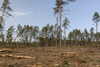 PE_Deforestation
