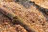 PE_Wood