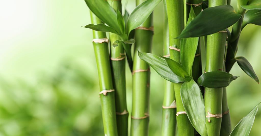 Researchers develop bamboo bioplastic with ‘exceptional’ mechanical strength