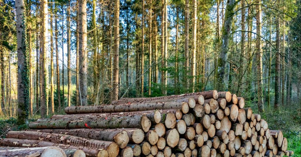 New report outlines European and Russian roundwood supply outlook