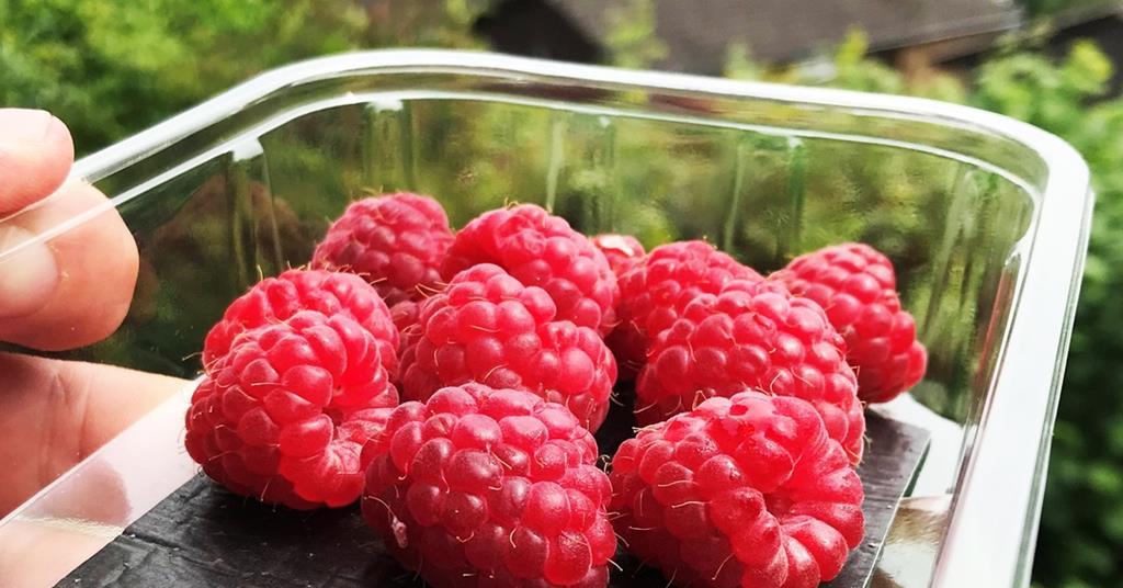 Sirane’s paperbased absorbent pad for fruit packaging receives OnPack