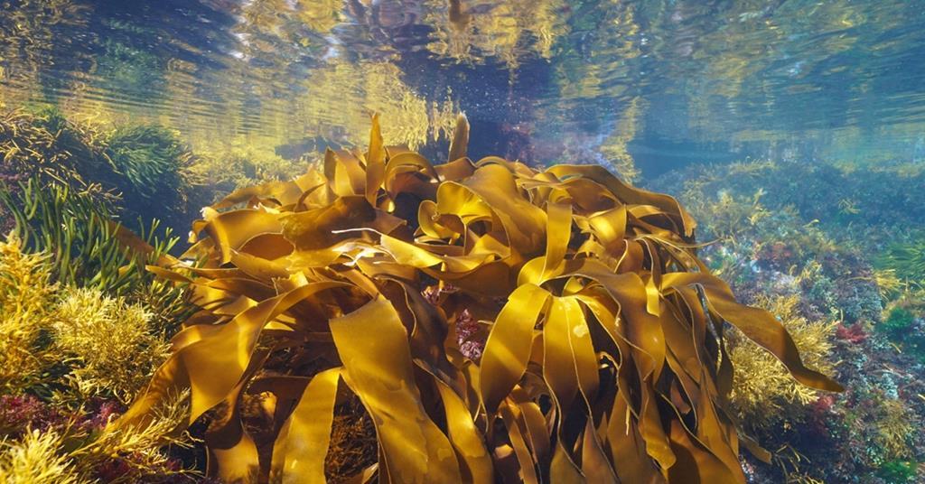 seaweed