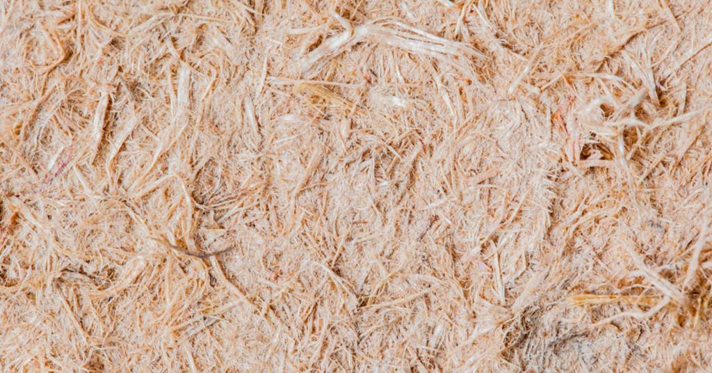 FuturaGene seeks to reduce energy consumption with gene-edited eucalyptus