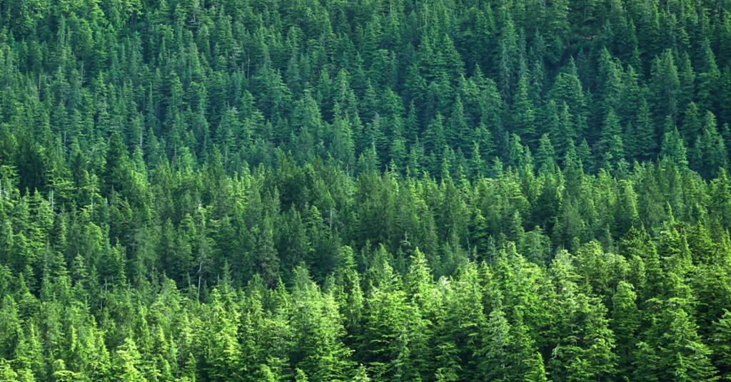 Pro Carton reports 8% reduction in carbon emissions for carton packaging industry