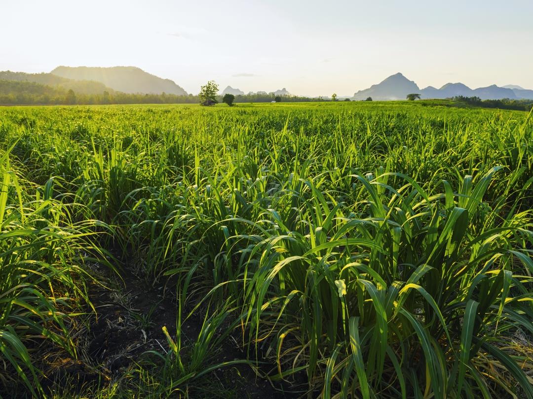 sugarcane