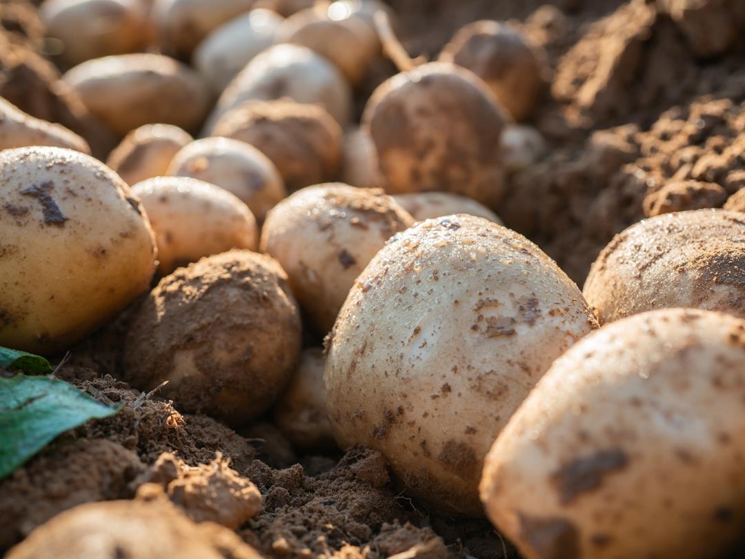 spuds