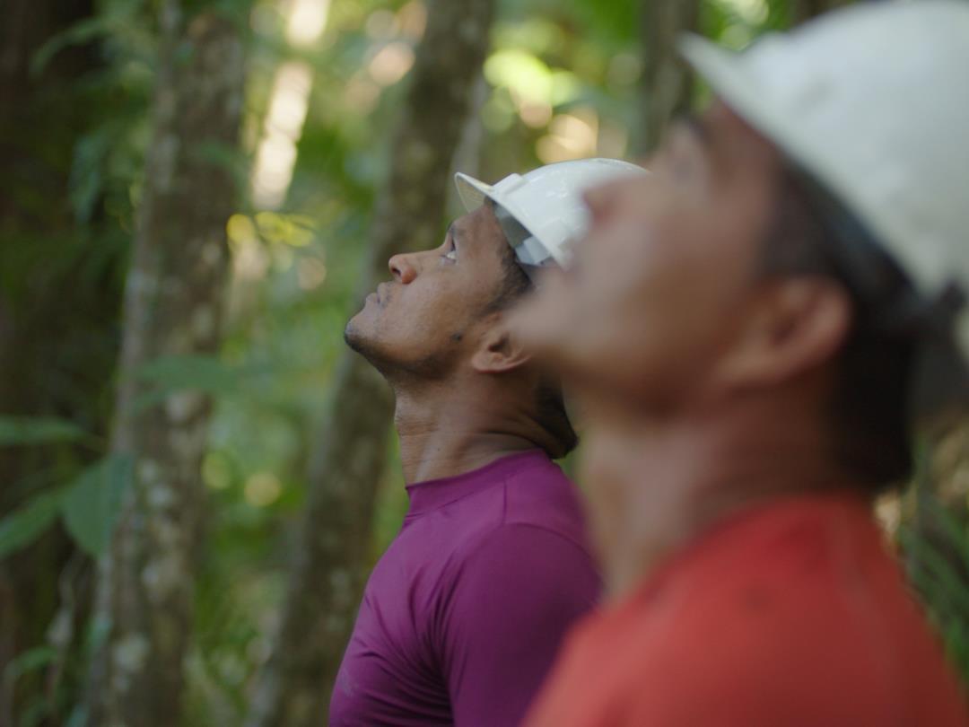 Two men wearing hard hats in a forest looking up into the sky