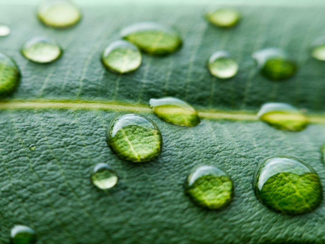 leaf