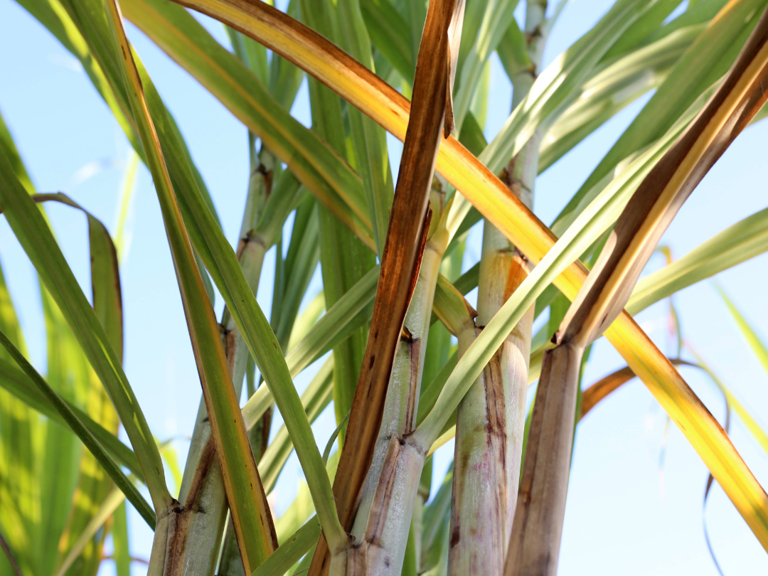 PE_Sugarcane
