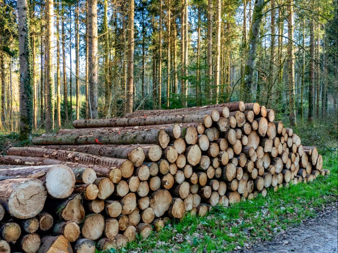 shutterstock_2610428531-2
