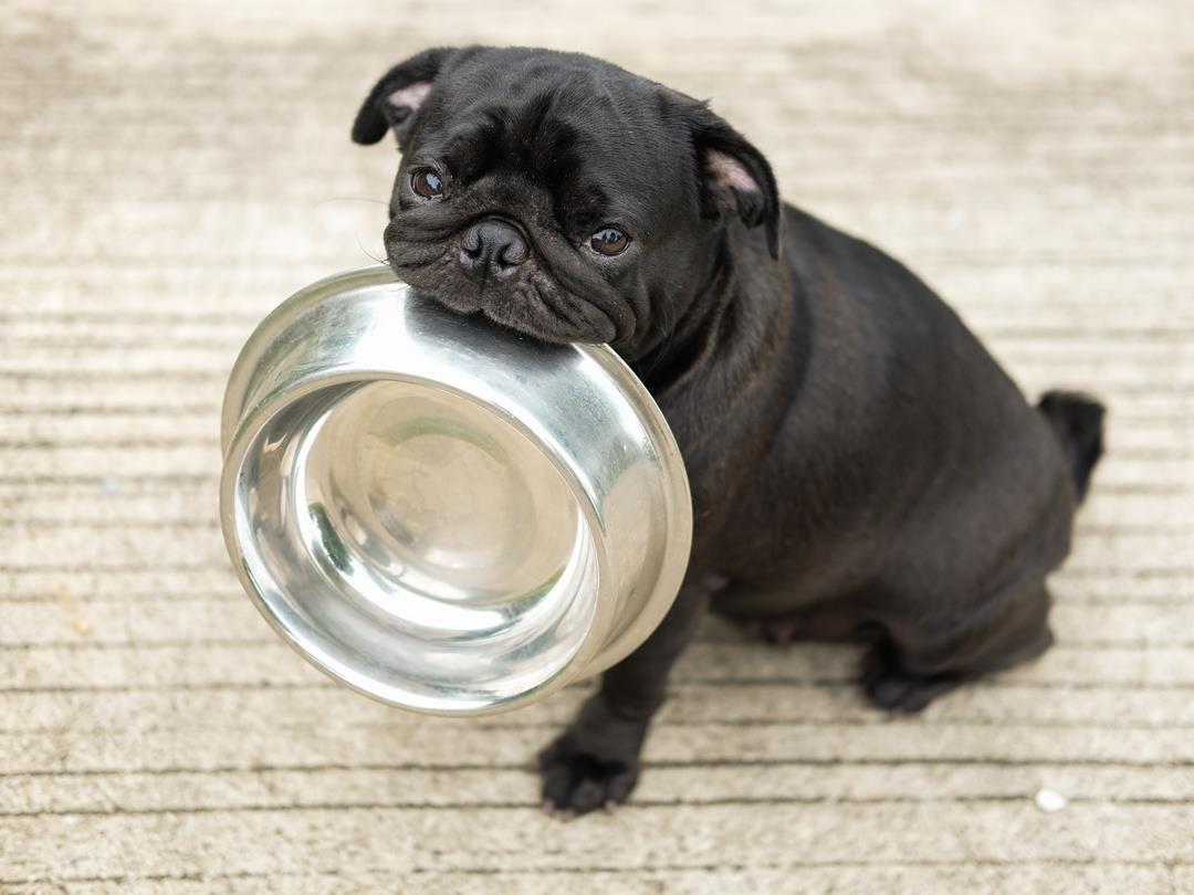 PE_Pug_Bowl