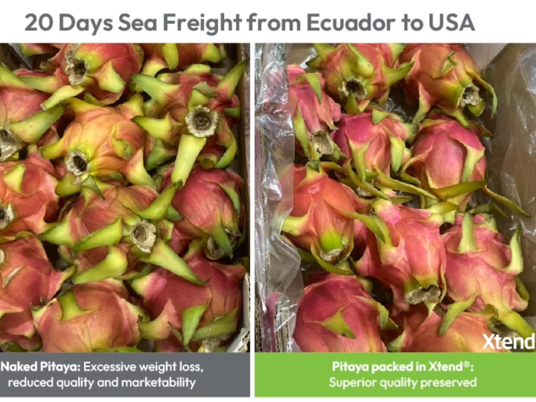 StePacPPC packaging for pitaya Xtend Image 02 (1)
