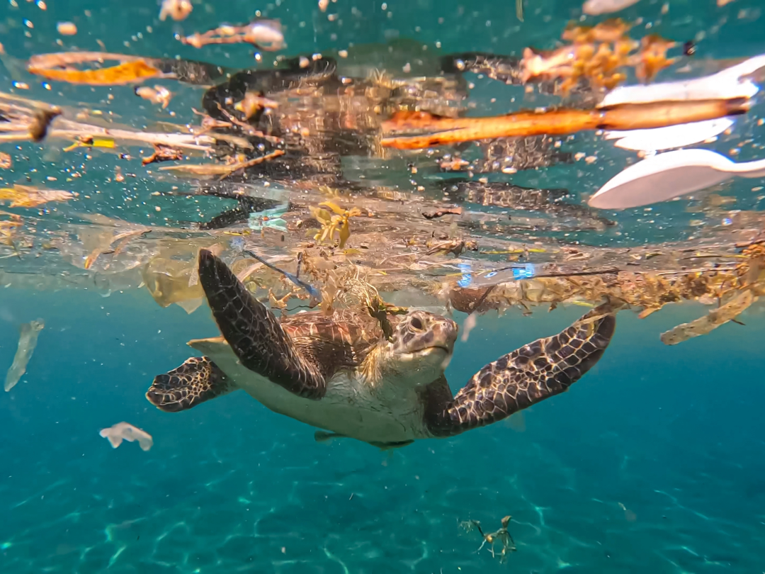 PE_Turtle_in_Plastic