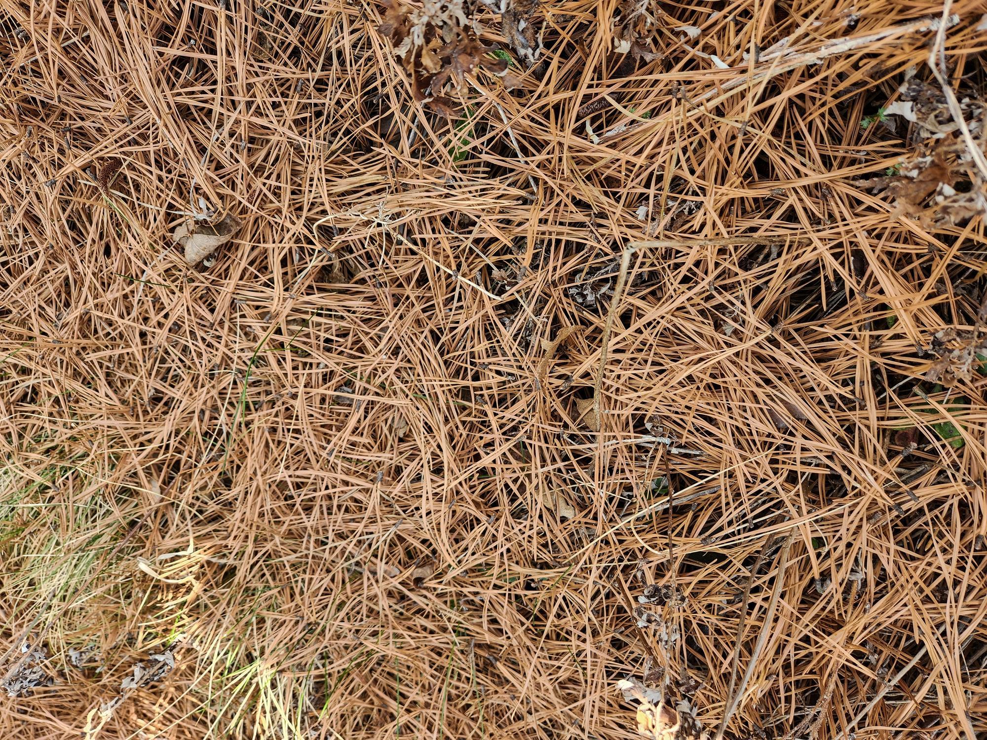 PE_Straw