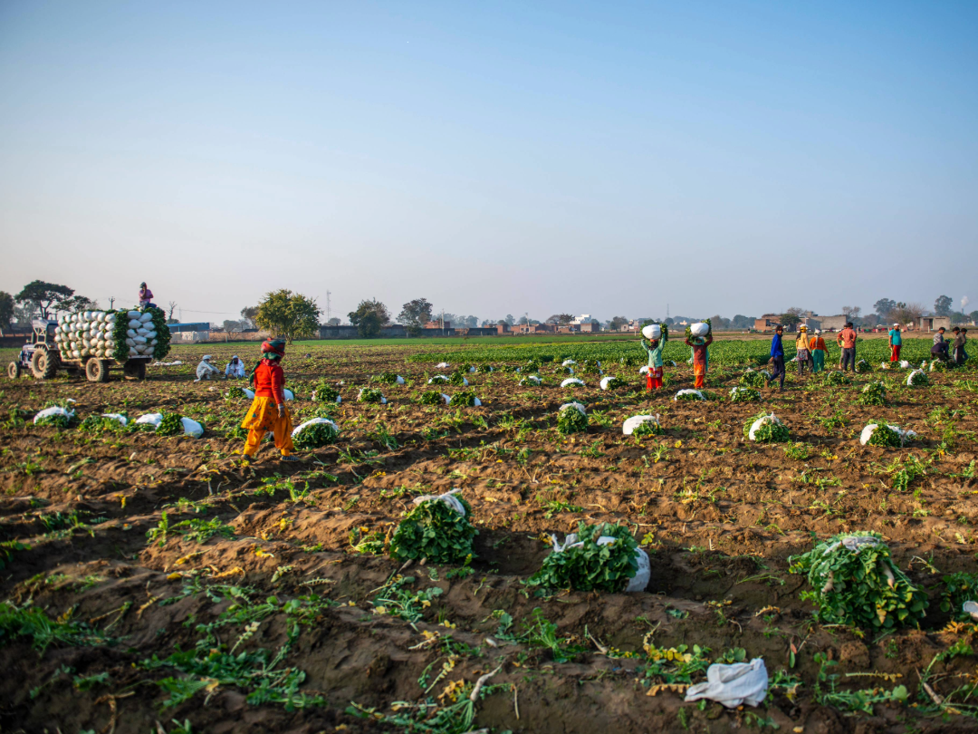 PE_India_Agriculture