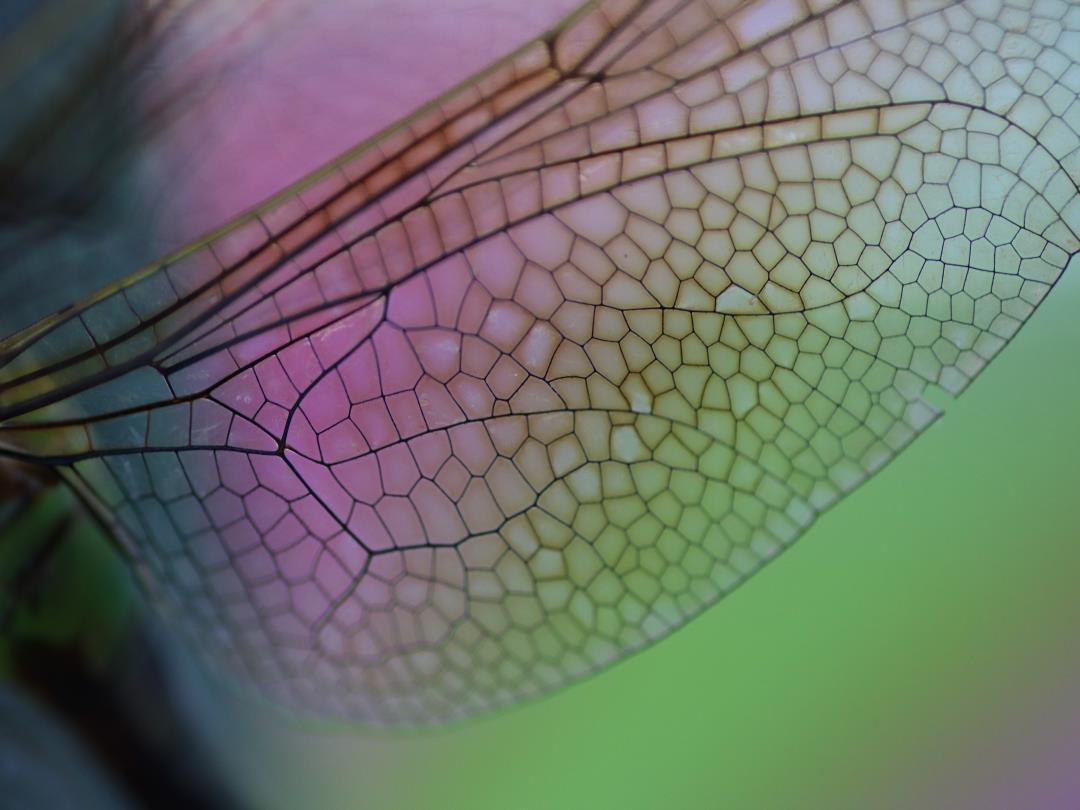 dragonfly-wings-28.03