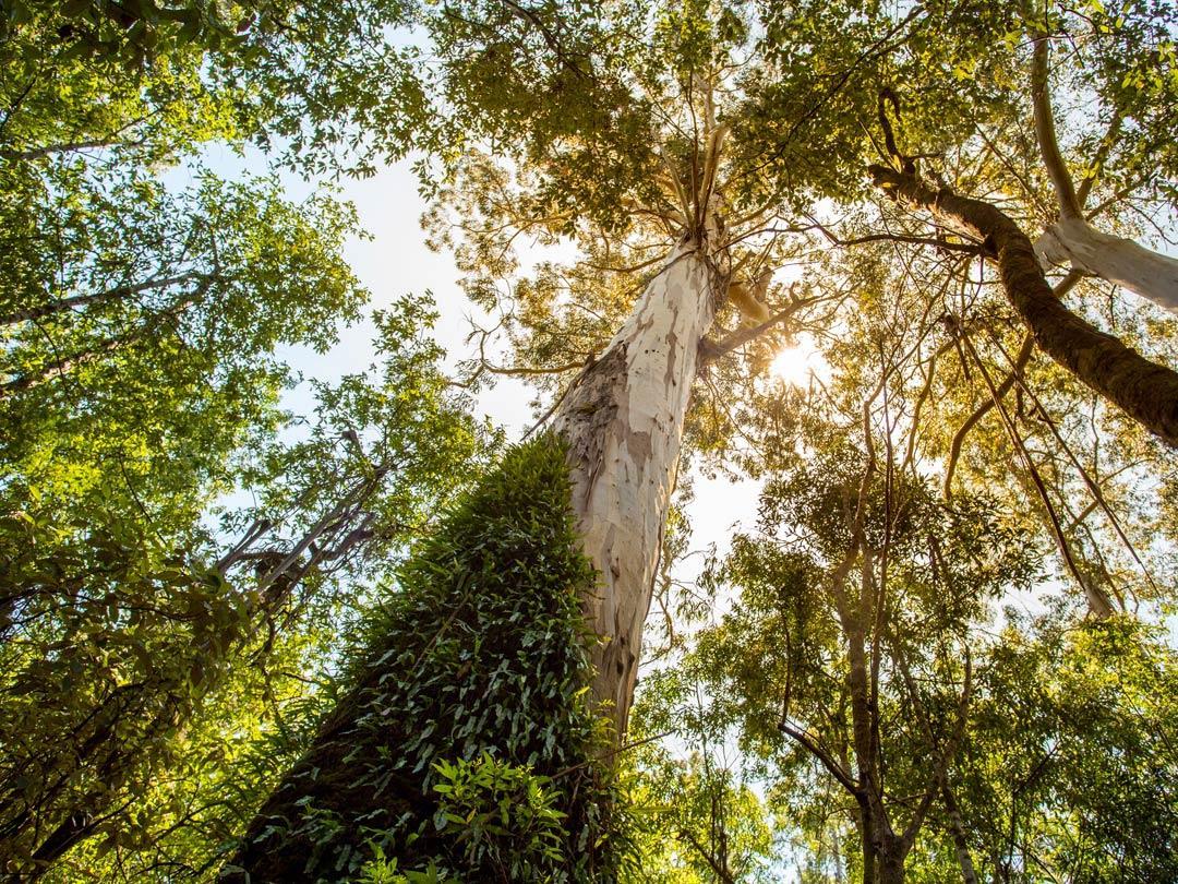 trees