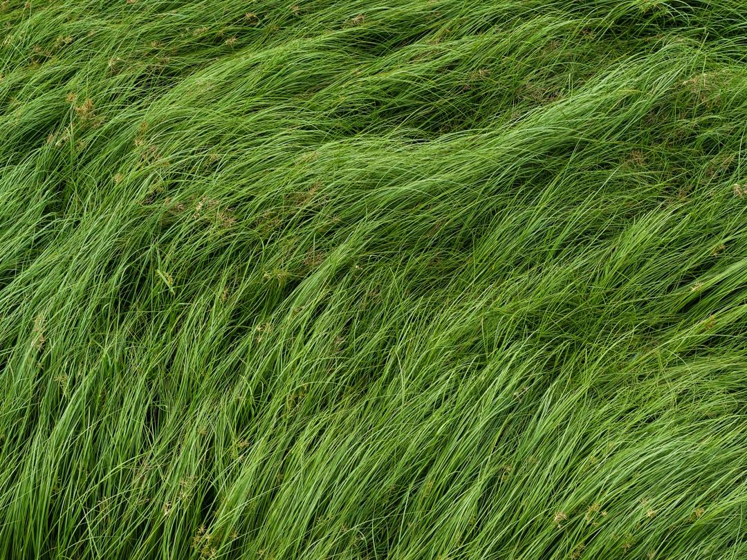 grass