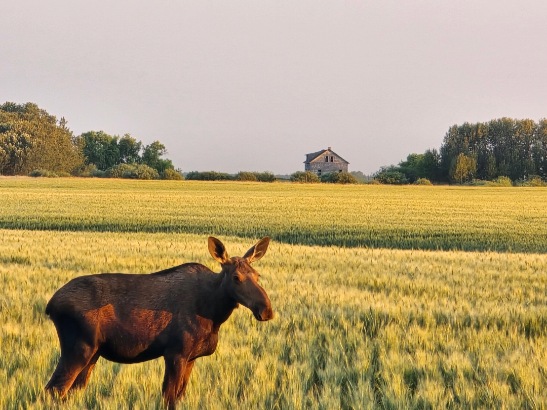 PE_Prairie