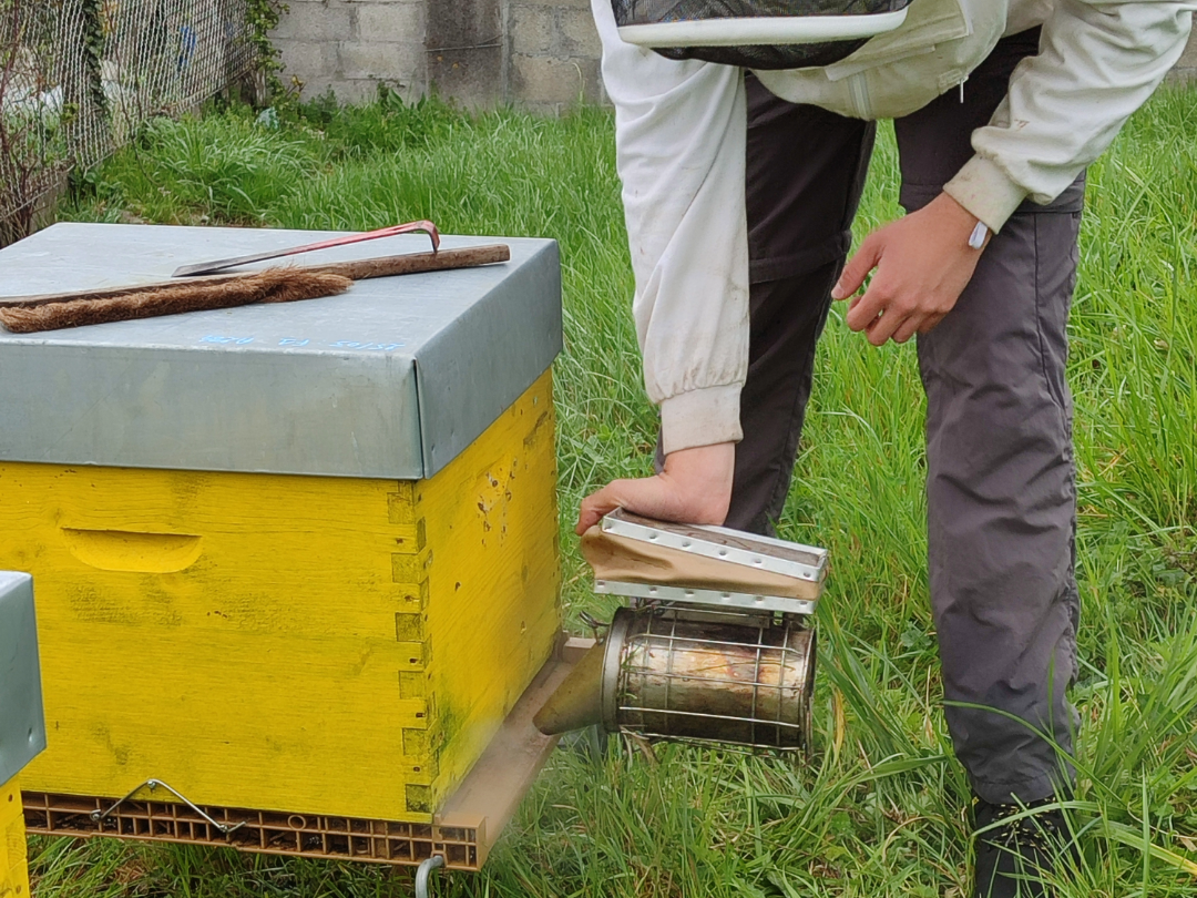 PE_DS_Smith_Bees