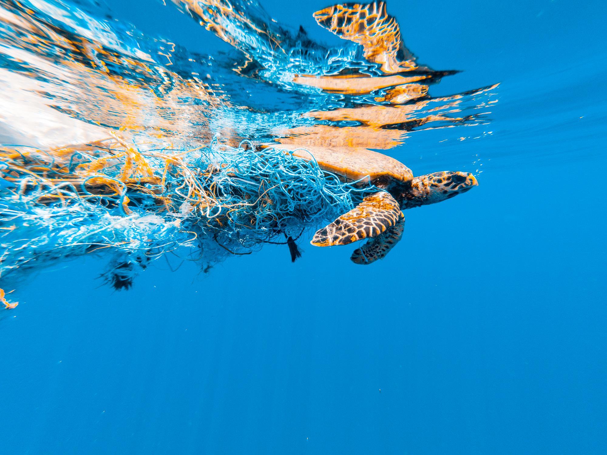 PE_Turtle_in_Net