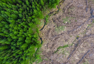 PE_Deforestation (2)