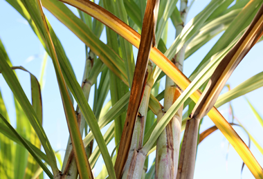 PE_Sugarcane