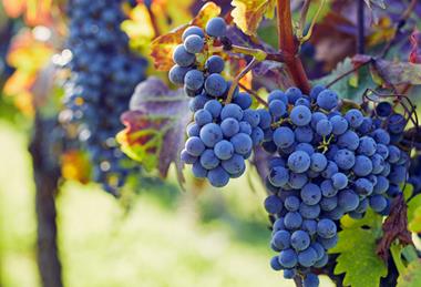 Sun Grape 06.08.25
