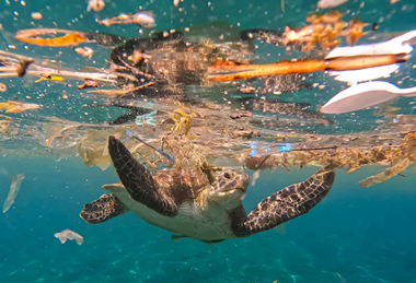 PE_Turtle_in_Plastic