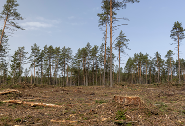 PE_Deforestation