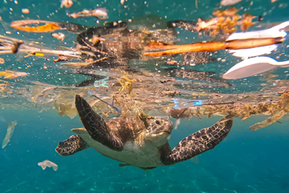 PE_Turtle_in_Plastic