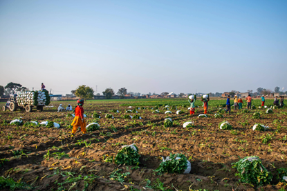 PE_India_Agriculture