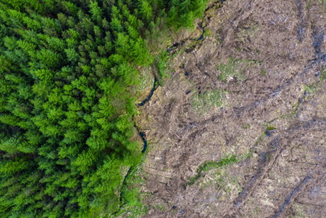 PE_Deforestation (2)