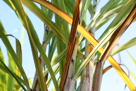 PE_Sugarcane
