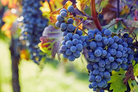 Sun Grape 06.08.25