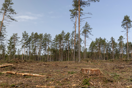 PE_Deforestation
