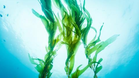 seaweed250221.jpg
