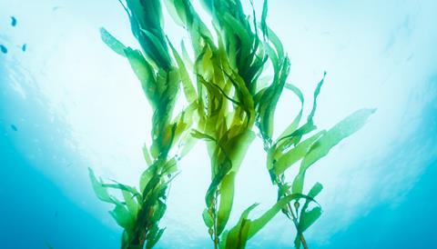 seaweed250221.jpg