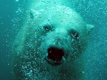 Polar bear_web.jpg