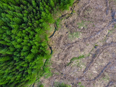 PE_Deforestation (2)