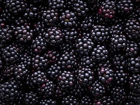 blackberries-19.05