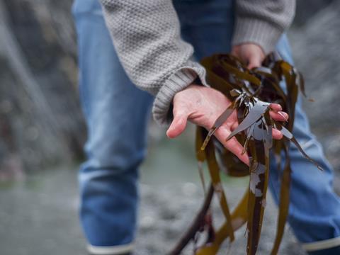 PE_Seaweed_In_Hands